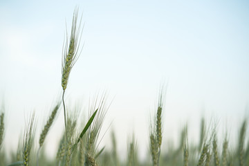 Poster - Close up image of  barley corns growing in a field