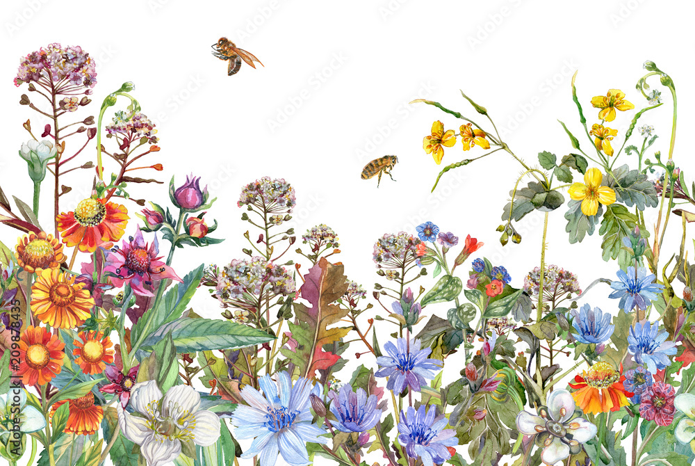 Seamless rim. Border with Herbs and wild flowers, leaves. Botanical  Colorful illustration on white background. Summer composition with bees. Watercolor drawing. - obrazy, fototapety, plakaty 