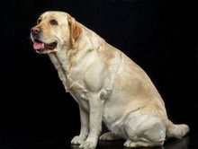 Labrador Retriever Dog On Isolated Black Background In Studio