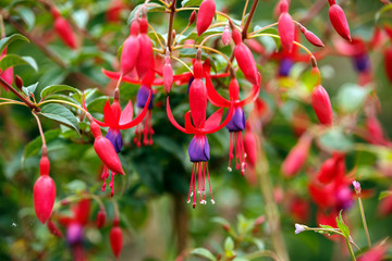 Wall Mural - Fuchsia blossom closeup