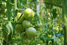 Closeup Group Of Young Green Tomatoes Growing In Greenhouse. Green Tomatoes Plantation. Organic Farming. Agriculture Concept. Unripe Tomatoes Fruit On Green Stems