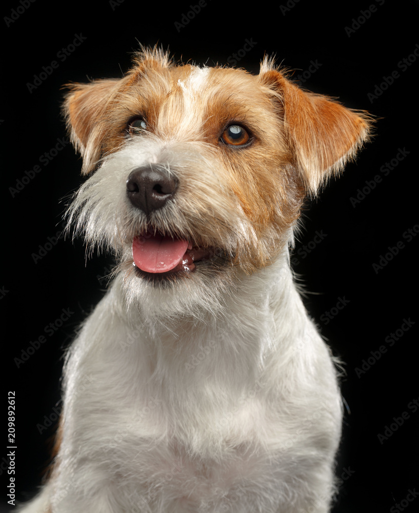 Jack Russell Terrier Dog on Isolated Black Background in studio - obrazy, fototapety, plakaty 