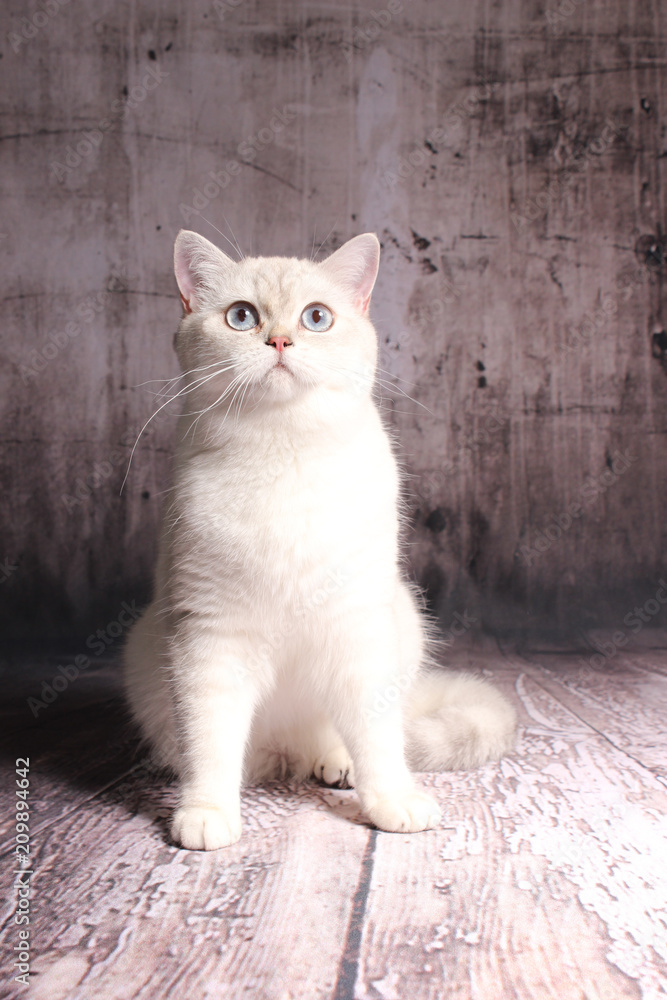 Britisch Kurzhaar Katze Weiß Mit Blauen Augen Foto Poster