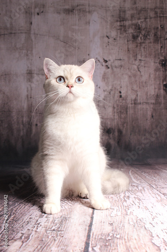 7 Tipps Bevor Sie Eine Britisch Kurzhaar Katze Bkh Kaufen