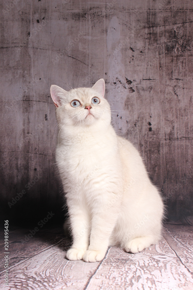 Photo Art Print Britisch Kurzhaar Katze Weiß Mit Blauen