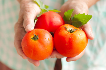 Wall Mural - Hand of senior woman holding fresh tomato from bio farm. Concept health care, Nutrient, fresh product, vegetarian food, ecology