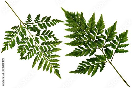 Two Green leaves fern tropical rainforest foliage plant isolated