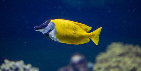 Wall Mural - Foxface rabbitfish (Siganus vulpinus)