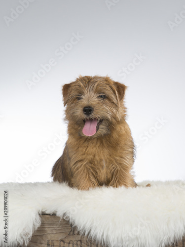 Norfolk Terrier Puppy Portrait Image Taken In A Studio With White Background Buy This Stock Photo And Explore Similar Images At Adobe Stock Adobe Stock Norfolk Terrier Puppy Portrait Image Taken In A Studio With White Background Buy This Stock Photo And Explore Similar Images At Adobe Stock Adobe Stock