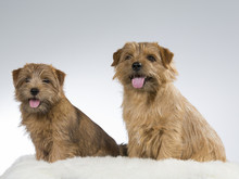 Two Norfolk Terriers In A Studio With White Background.