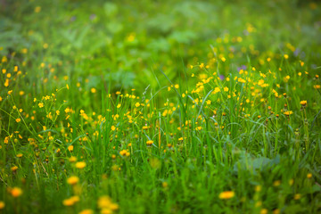 Wall Mural - yellow buttercups on the lawn