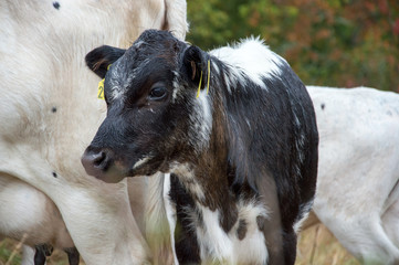 Black calf