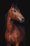 Fototapeta Konie - Portrait of Orlov trotter horse on a black background