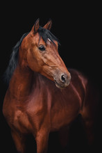 Portrait Of Orlov Trotter Horse On A Black Background