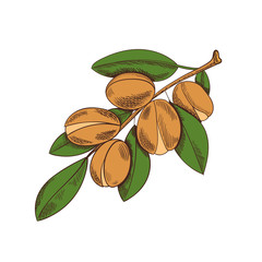 Wall Mural - Vector Colored Argan Sketch, Colorful Plant Illustration.