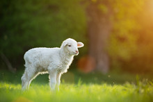 Cute Little Lamb On Fresh Green Meadow