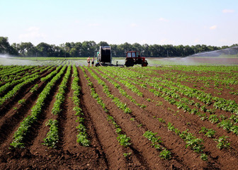 watering the field tomato. a photo