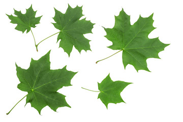 green maple leaves isolated on white