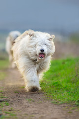  South russian sheepdog run free
