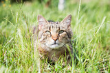 Fototapeta Koty - Tabby cat in the grass
