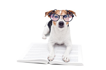 Smart cute jack russell terrier dog lying with open book in eyeglasses and looking at camera. Back to school concept, isolated on white