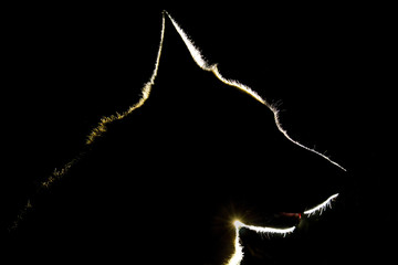 A German Shepard being back lit