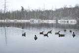 Fototapeta Na sufit - Flock of geese floating in an icy river in upstate New York. Snow covered trees around a lake, trees full of snow, gray gloomy day.