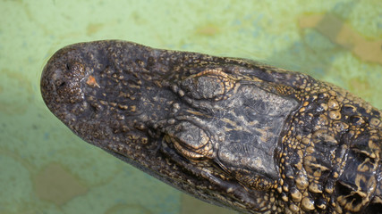 Wall Mural - Crocodile head, top view. Alligator close up portrait. Alligator floats just above the water. Close-up of the head of a alligator, Florida.