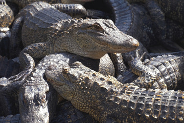 Wall Mural - Alligators crouch along one another and are interwoven with bodies. Aligators breeding farm in the Florida. Crocodiles are basking in the sun on a crocodile farm.