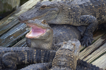 Wall Mural - Alligator threatens open jaw and is ready to attack the enemy. Crocodiles dangerous animals. Alligator with mouth open. Alligator close up portrait. Alligators farm lots of aligators angry background.