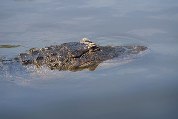 Wall Mural - Single crocodile floating in water. Alligator is a large crocodile in the water. American Alligator - Alligator mississippiensis. Close-up of the head of a alligator, Florida, 4k.