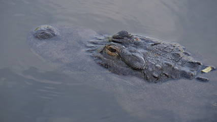 Wall Mural - Alligator is a large crocodile in the water. Alligator close up portrait. Alligators in a swamp in Florida. Close-up of the head of a alligator, Florida.