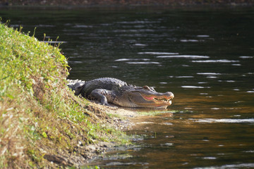 Wall Mural - Alligator on the shore of the lake lies near the water with an open mouth in a natural habitat. Alligator laying near a pond with its mouth open. Alligator on land.