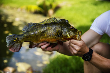 Wall Mural - Exotic Peacock Bass  Fish