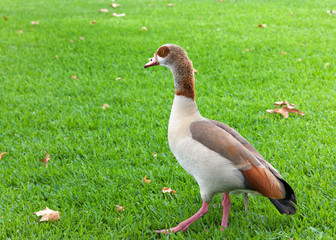 One adult Egyptian Goose walking on green grass. Egyptian geese were considered sacred by the Ancient Egyptians, and appeared in much of their artwork.
