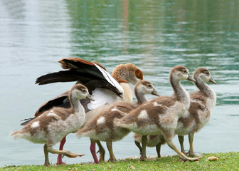 One adult Egyptian Goose with baby geese walking on green grass next to a calm lake. Egyptian geese were considered sacred by the Ancient Egyptians, and appeared in much of their artwork.