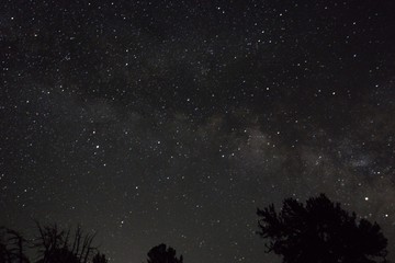 milky way and trees