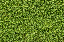 Green Hedge Plant Texture