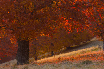 Fototapete - Close up of red leaves tree in an autumn day during sunset