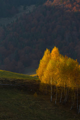 Fototapete - Warm sunset light over autumn trees