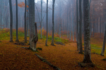 Fototapete - Foggy forest in autumn morning light