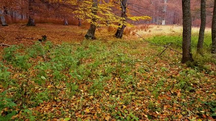 Wall Mural - Ferns inside autumn forest