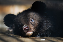 Himalayan Black Bear Cub Resting