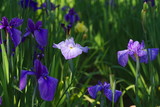 Iris ensata var. ensata (Hana shoubu)
