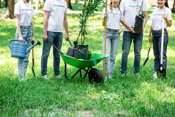 Wall Mural - cropped view of volunteers planting trees in park together