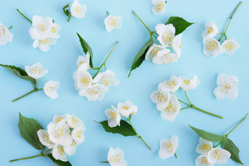 Wall Mural - Jasmine flowers pattern top view, flat lay. 