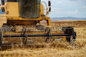 harvester-thresher in the wheat field