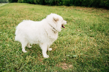 Funny young happy smiling white Samoyed dog or Bjelkier, Dog sitting outdoors in a green spring meadow. Playful pet in the open air.