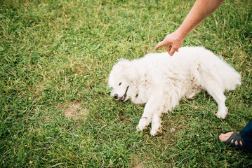 Wall Mural - Funny young happy smiling white Samoyed dog or Bjelkier, Dog sitting outdoors in a green spring meadow. Playful pet in the open air.