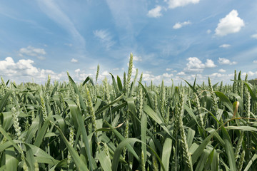 Green rye field against bright blue sky